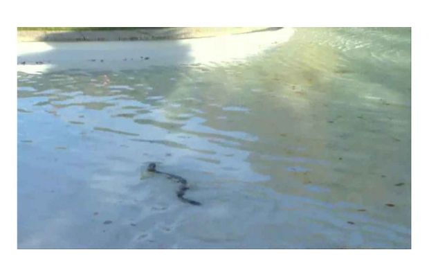Земноводный робот контролирует чистоту воды