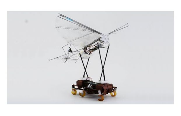 Робот-таракан используется как «авианосец» для робота-птицы (+ видео)
