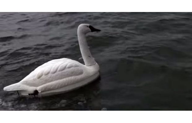 Искусственные лебеди контролируют состояние водоемов (+ видео)