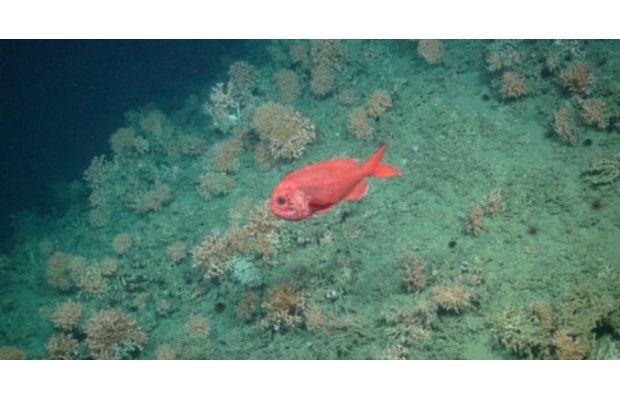 Роботы помогают создать карту глубоководной морской природоохранной зоны