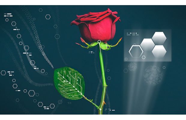 Роза с вживленными проводами становится киборгом