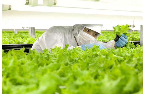 В Японии открывается первый в мире роботизированный тепличный комплекс