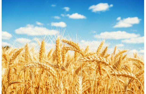 За пшеничным полем присмотрит дрон