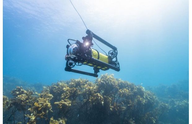 Дрон Boxfish – идеальный инструмент для подводной видеосъемки (+ видео)