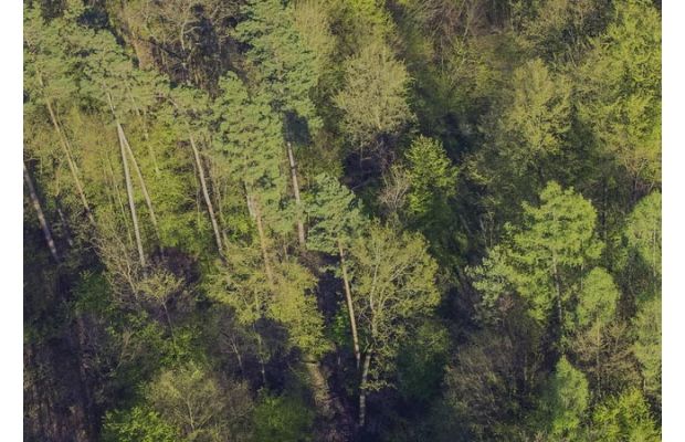 ФРДВ и «Аэромакс» оцифруют дальневосточный лес с помощью нейросетей и беспилотников 
