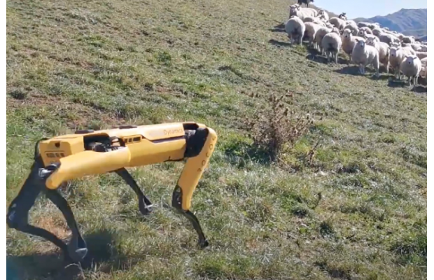 Четвероногий робот Spot от Boston Dynamics начал пасти овец в Новой Зеландии
