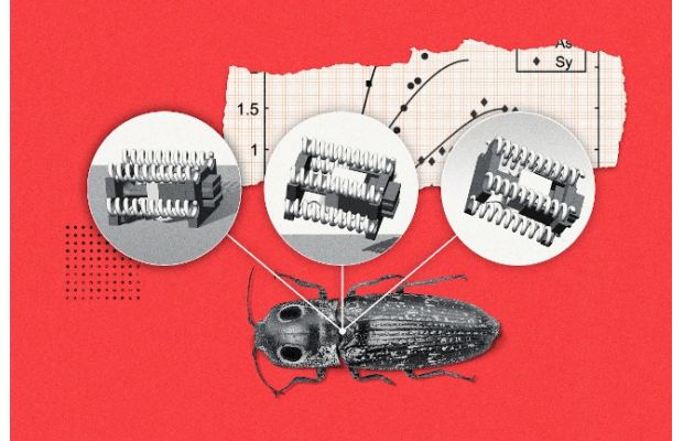 Прыгающие роботы, вдохновленные жуками щелкунами, разработаны в Университете Иллинойса в Урбане-Шампейн
