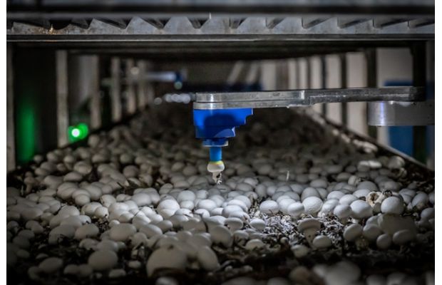 Разработчики роботов для сбора грибов привлекли $17,5 млн