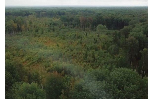 Технология блокчейн поможет школьникам мониторить состояние лесов